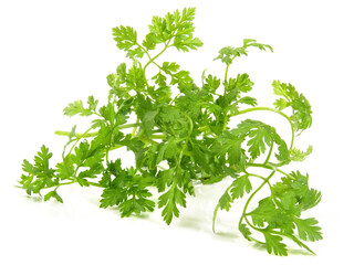 Chervil on white Background