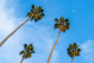 Tall palm trees and crescent moon against a blue sky