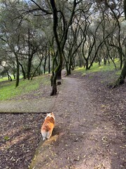 Corgi Walking Along Park Path, View from Behind