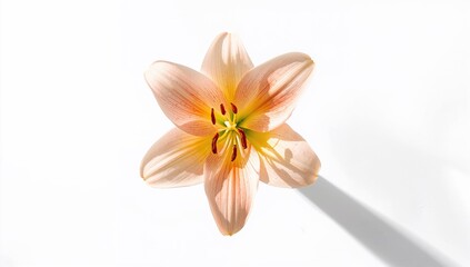 Fototapeta premium Closeup of a lily flower on a plain white background, ideal for graphic design, top-down perspective