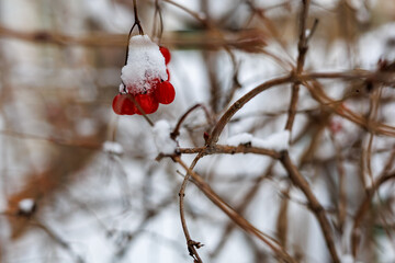 Close-up of Red Berries Covered with Fresh Snow on Bare Branches, Viburnum or Rowan in Winter, Natural Seasonal Background and Wildfire Food