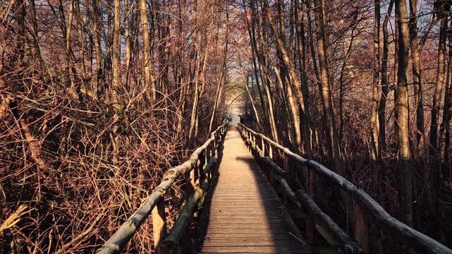 Wooden walkway through a winter forest at sunrise, surrounded by bare trees and warm early morning light, peaceful nature path.