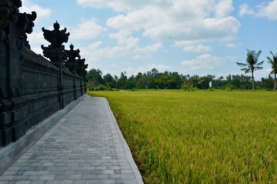 Rizi&egrave;res traditionnelles et mode de vie rural &agrave; Bali
