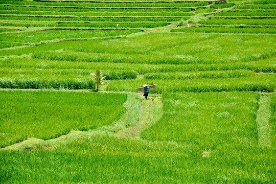 Paysan au milieu d'une rizi&egrave;re luxuriante, qui porte sa r&eacute;colte de riz