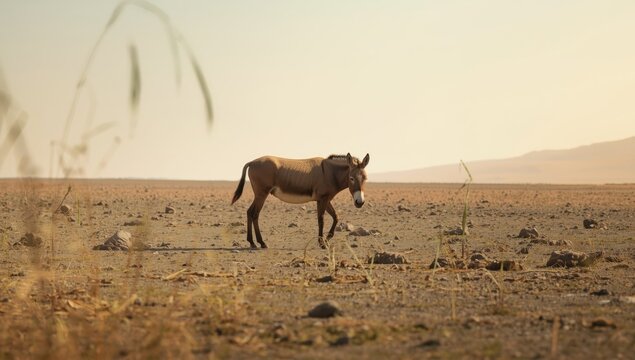 Equus hemionus khur grazing in the Raan of Kutch, arid landscape, conservation focus