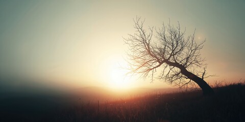 Sunlit room with high contrast shadows highlighting a minimalist decor style, suitable for UI backdrop, World Environment Day