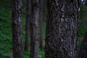 Fototapeta premium Dense forest trees on the edge of the forest