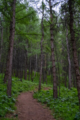 Naklejka premium Dense forest trees on the edge of the forest