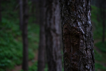 Obraz premium Dense forest trees on the edge of the forest