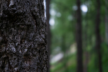 Dense forest trees on the edge of the forest