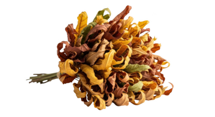 Bunch of dried curled autumn leaves in shades of brown yellow and green isolated on a transparent background