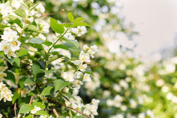 White jasmine flowers on green branch, spring floral background with soft bokeh and copy space.
