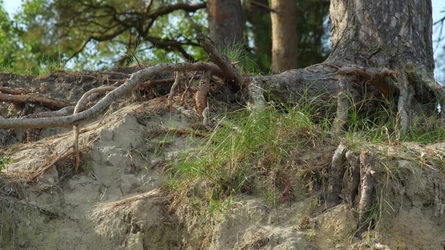 A close-up of tree roots on a cliff by the sea. The trees are eroding the shoreline.