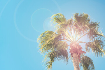 Palm tree with sun flare against blue sky. Tropical summer background