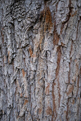 Fototapeta premium Oak tree bark background