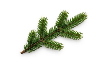 Obraz premium Isolated fir branch displayed on a crisp white backdrop