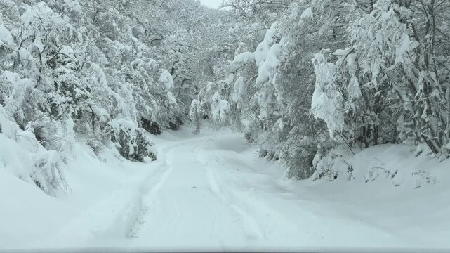 Winter Serpentine Road Through Snowy Forest