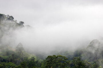 Fototapeta premium Misty Tropical Forest in the Hills of Sri Lanka