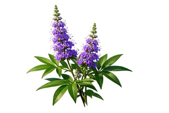 Lush green leaves and bright purple flowers of Vitex agnus castus isolated on a clear white background