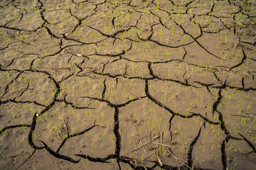 Tiny green plants growing through cracked and dry earth under the warm sunlight.