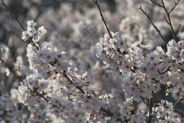beautiful cherry blossom in spring