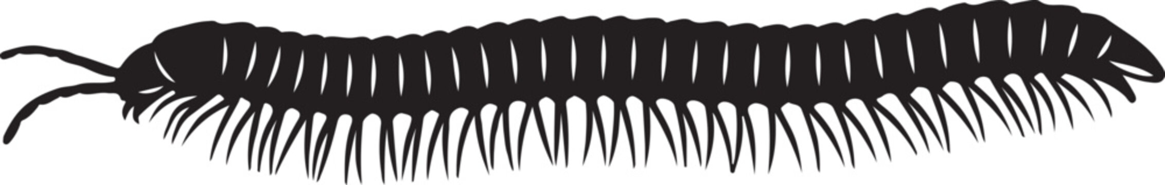 Eumillipes persephone in silhouette white background.
