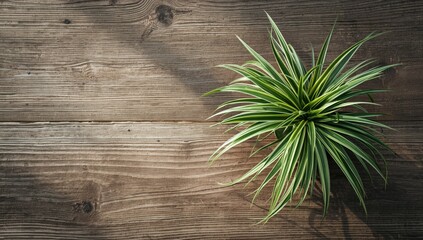 Variegated foliage of a spider plant arranged on rustic wood panel, ideal for nature-themed layouts and gardening content
