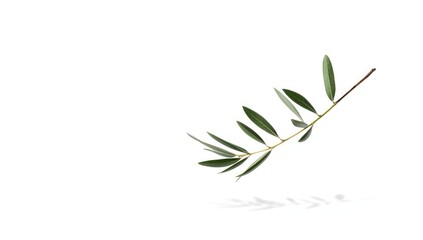 Fototapeta premium Fresh olive tree twigs with green leaves on white, used for layout or editorial backgrounds