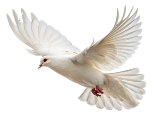 Majestic White Dove Gliding Upward isolated on transparent background