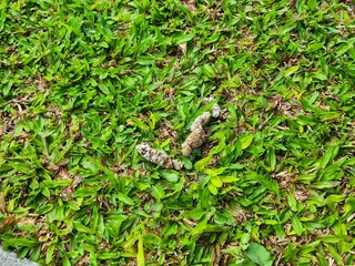 Obraz premium Dog feces on green grass, highlighting hygiene issues, public cleanliness, and environmental awareness