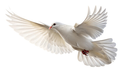 Obraz premium Pristine White Dove In Flight isolated on transparent background