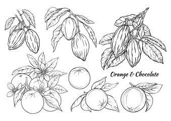 Oranges and chocolate cacao botanical set. Hand-drawn outline fruits, cacao pods, citrus blossoms, beans, and leaves for vintage culinary, dessert, kitchen, food, sweet, and ingredient designs.