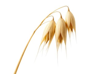 Fototapeta premium Macro shot of a single dried oat stalk with fine details against a plain white backdrop