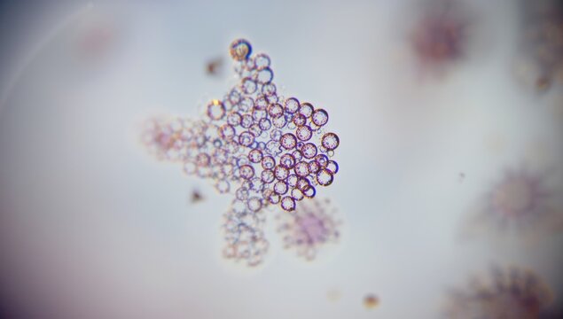 Close-up of phytoplankton cells observed under a microscope, illustrating their importance in oceanic food chains for Earth Day