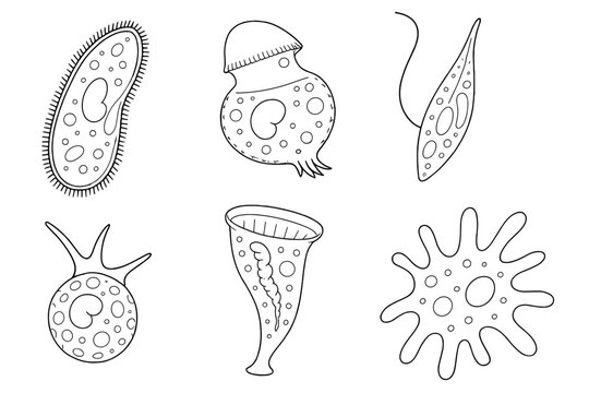 Different types of microorganisms are shown in a simple line drawing illustrating their shapes and forms