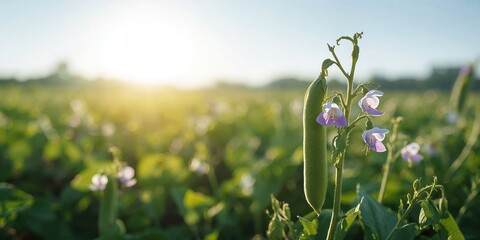 Green peas crop with flowering plants in a large farming area, focusing on plant development and cultivation practices