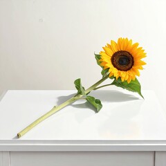 Sunflower rests on white table, with full bloom in natural light from a window