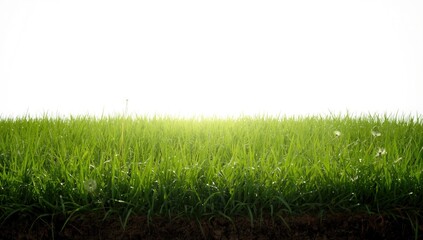 Fototapeta premium Single green grass patch on a plain white backdrop serves as a layout or editorial background