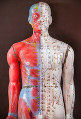 Old acupuncture model on a brown background