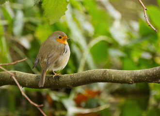 Fototapeta premium Cute robin hiding in a tree, robin from the side, robin on a tree, green leaves in the background, songbird Erithacus rubecula