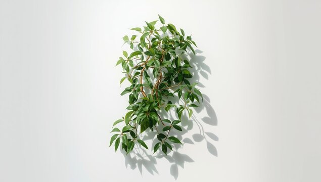 Vine-covered plant with coiled tendrils isolated on a white backdrop, focusing on botanical structure and health