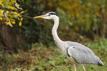 Obraz premium A gray heron lurks in the meadow, waiting for its prey, gray herons among the undergrowth, bushes, and green leaves in the background, a heron searching from the side, gray plumage, Ardea cinerea