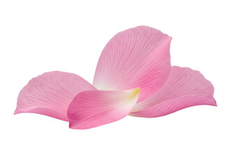 Pink orchid flower petals isolated on transparent background