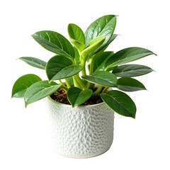 Indoor Potted Plant with Lush Green Leaves in Textured White Pot, Perfect for Home Decor and Air Quality Improvement on transparent background