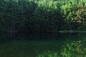 quiet lake in the forest