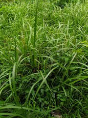 Lush, Vibrant Green Foliage Featuring Long, Slender Blades of Grass and Various Wet Leaves After a Rain Shower