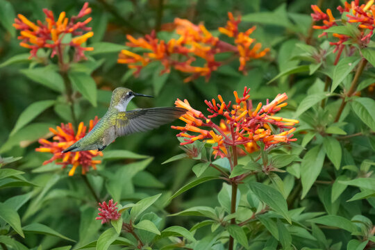 Hummingbird Hovering at Orange Firebush Flowers in Garden, Florida