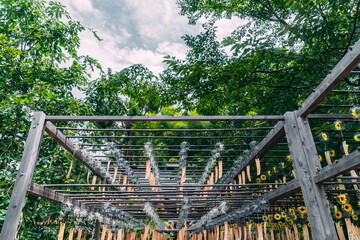 正寿院の美しい風鈴