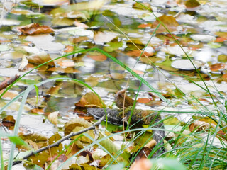 Die farben der Natur im Herbst