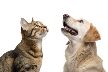 Ultra realistic cat and dog together, medium close-up, both animals with open mouths and tongues visible, playful excited expressions, trying to catch falling pet food, mix of dog and cat kibble piece